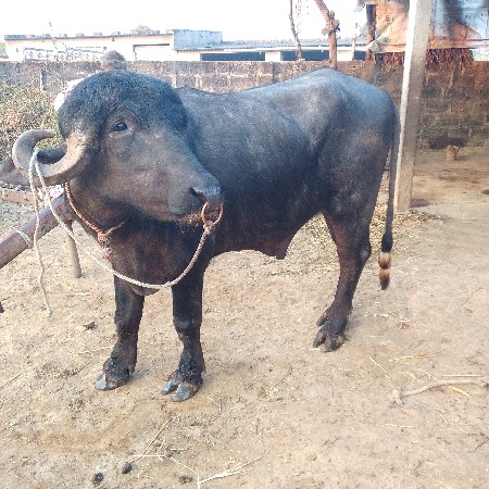 પાડો વેચવાનો છે