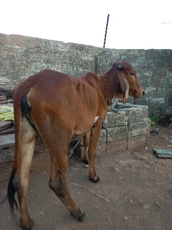 થંબનેલ 2