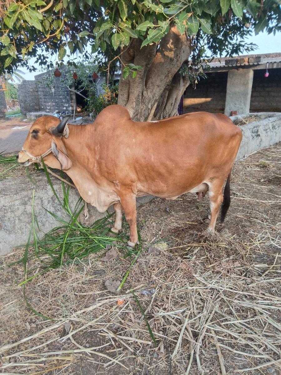 ગાય વેચવા ની છે