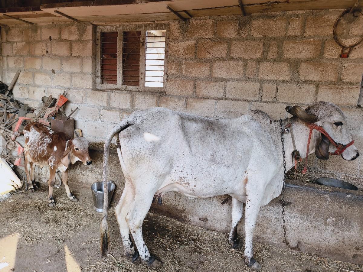 થંબનેલ 2