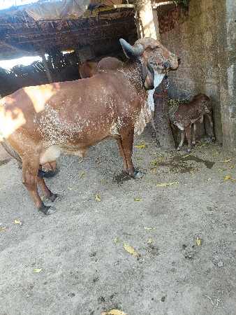 થંબનેલ 2