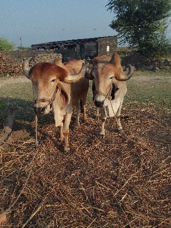 થંબનેલ 2