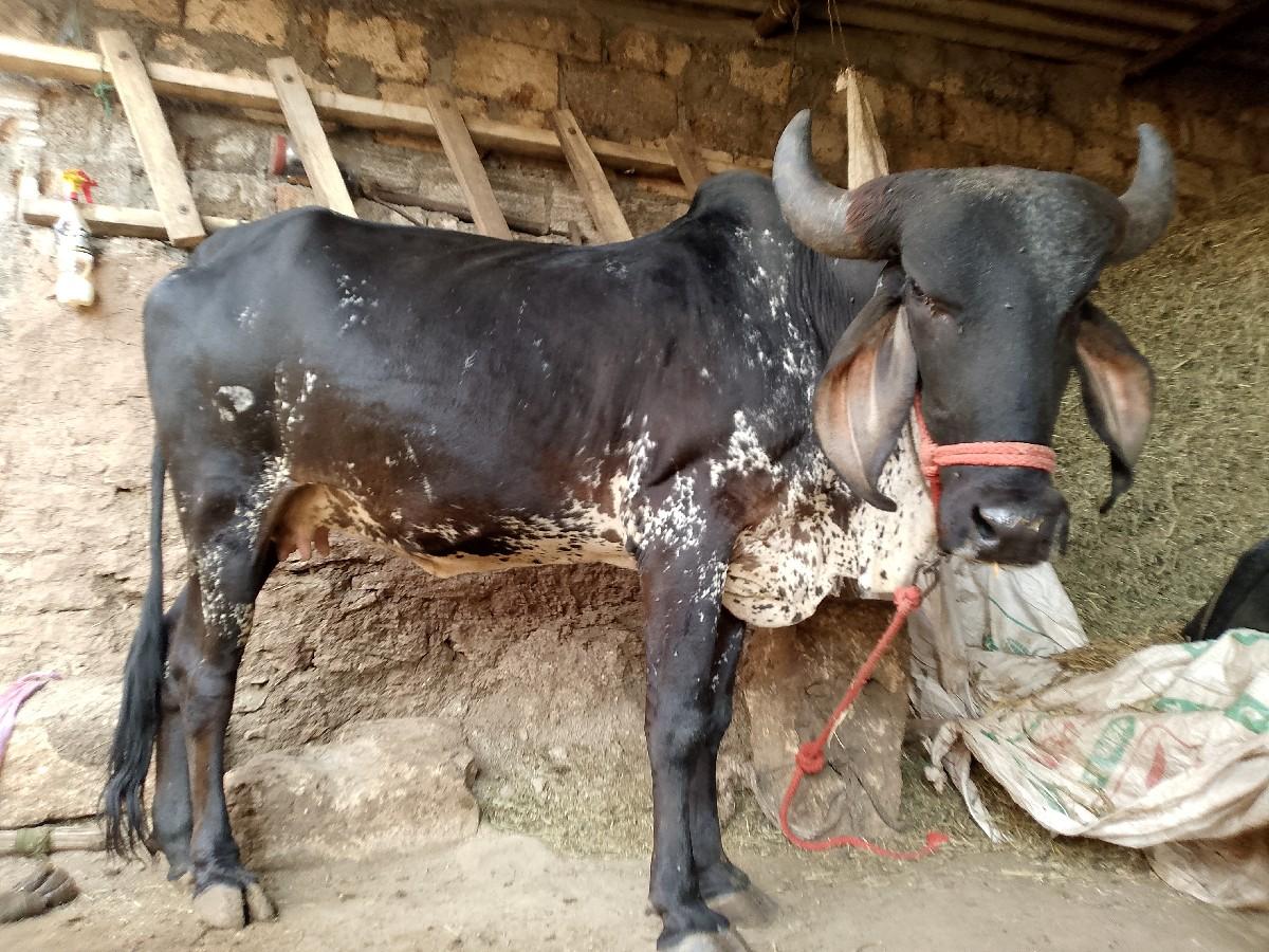 थंबनेल 3