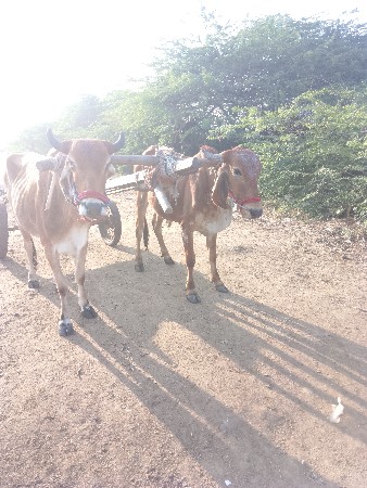 ગોદલા વેચવાના છે