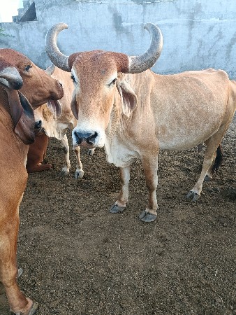 થંબનેલ 2