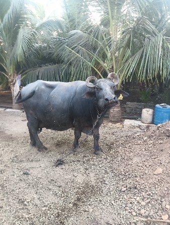 બંની ભેસ