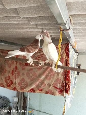 થંબનેલ 3