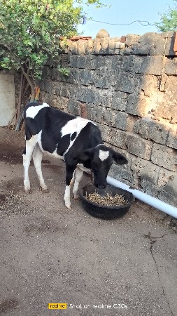 બે હોડકી વેચવાની છે