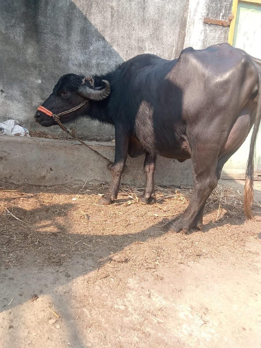 બીજું વેતર તાજીવાણસે