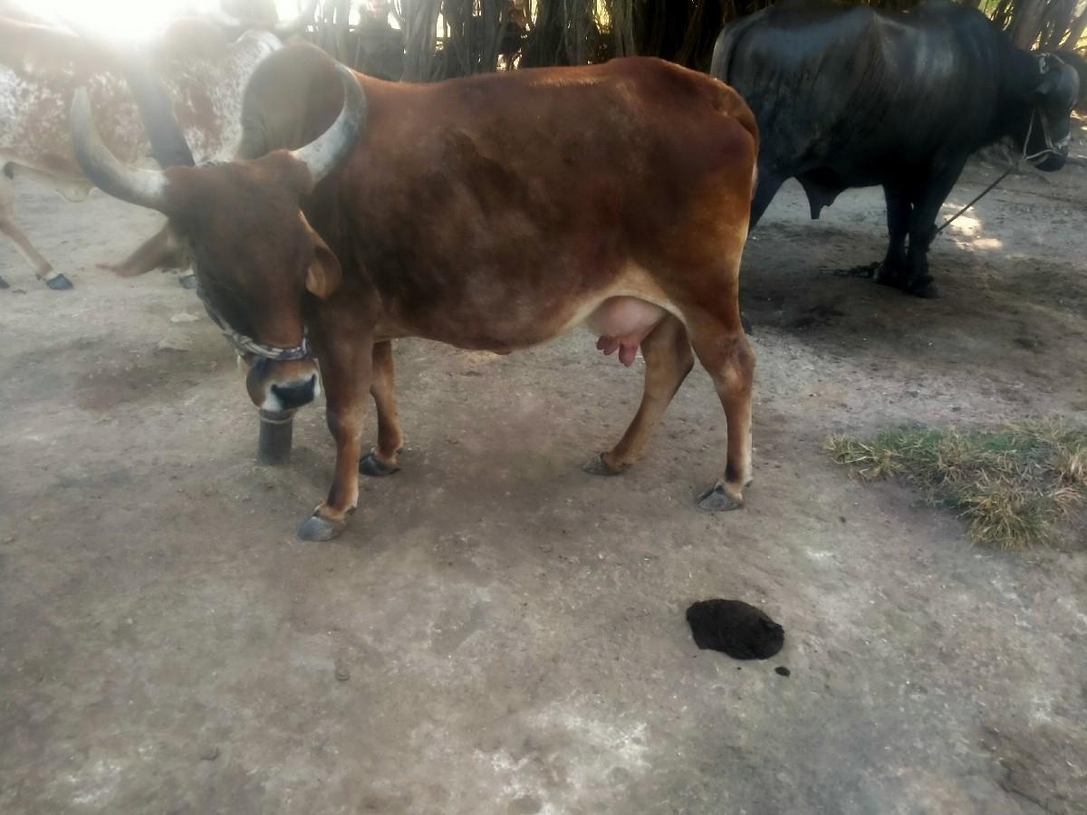 थंबनेल 3