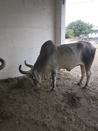 थंबनेल 3