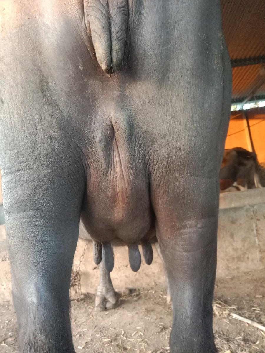 ભેંસ વેચવાની છે