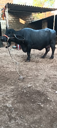 ત્રીજું વેતર છે