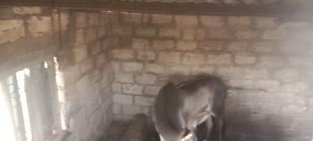 બળદ વેચવા ના છે
~,🐂🐂