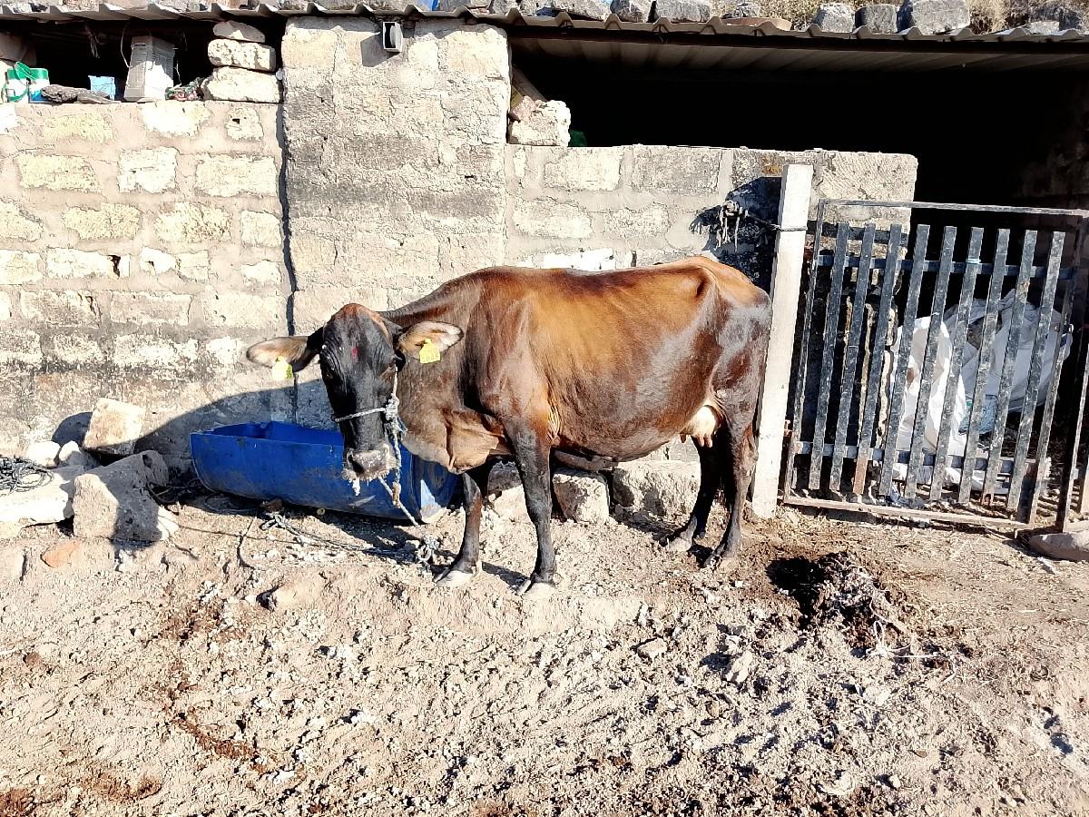 થંબનેલ 3