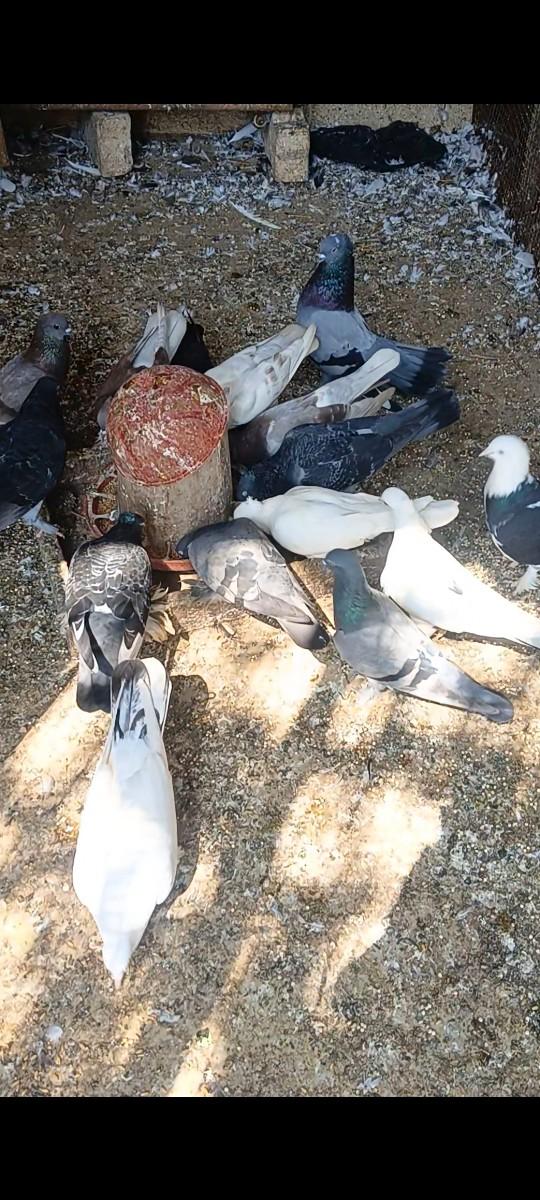 થંબનેલ 3