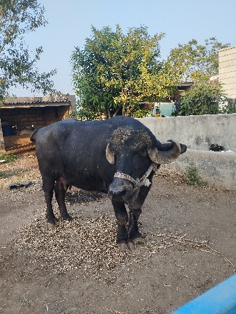 થંબનેલ 2