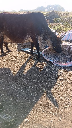 જસી ક્રોસ ગાય વેચવાની છે