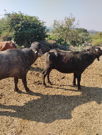 થંબનેલ 3