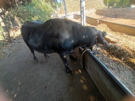 ભેસવેયવાની છે