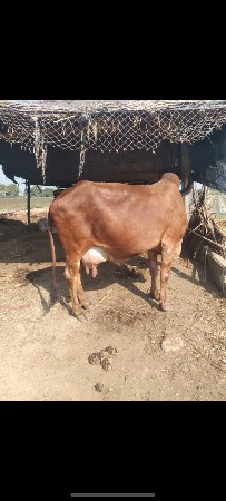 थंबनेल 3