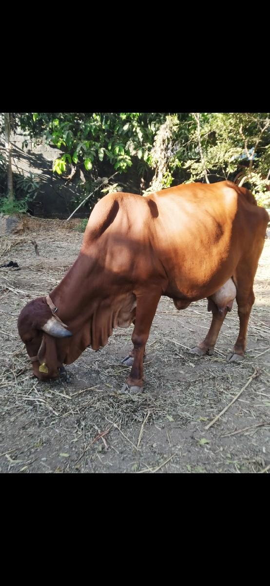 थंबनेल 3