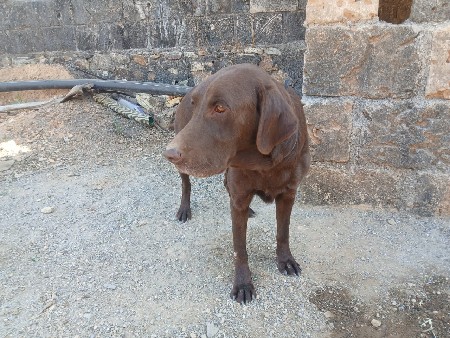 લેબરા ડોગ વેચવાનો છે 9 મહિનાનો