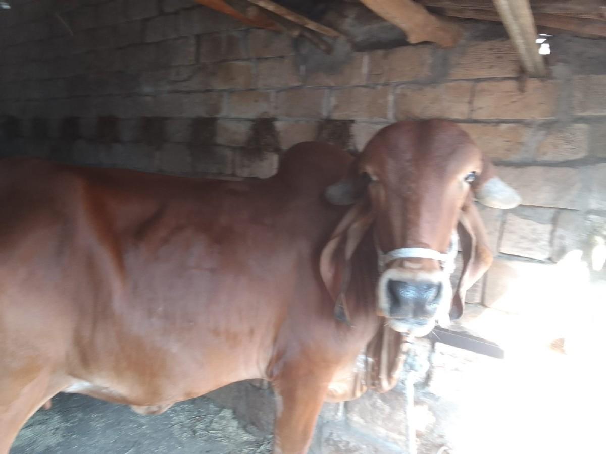 थंबनेल 2