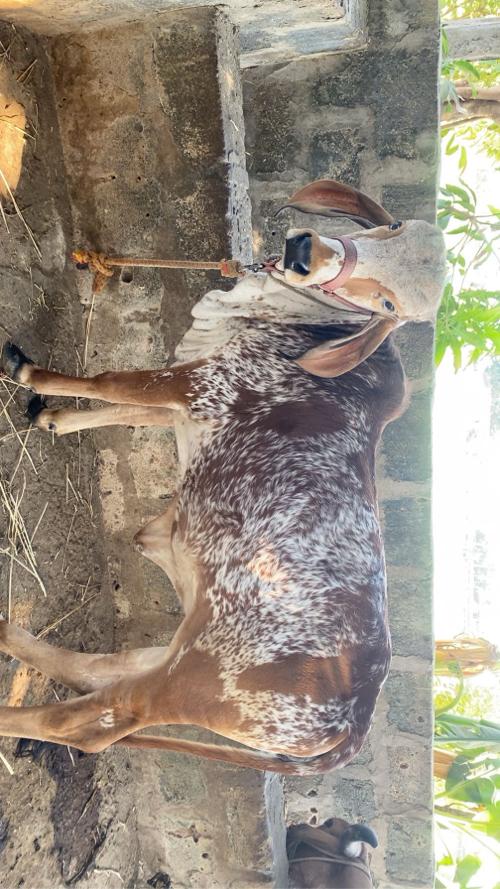 થંબનેલ 3