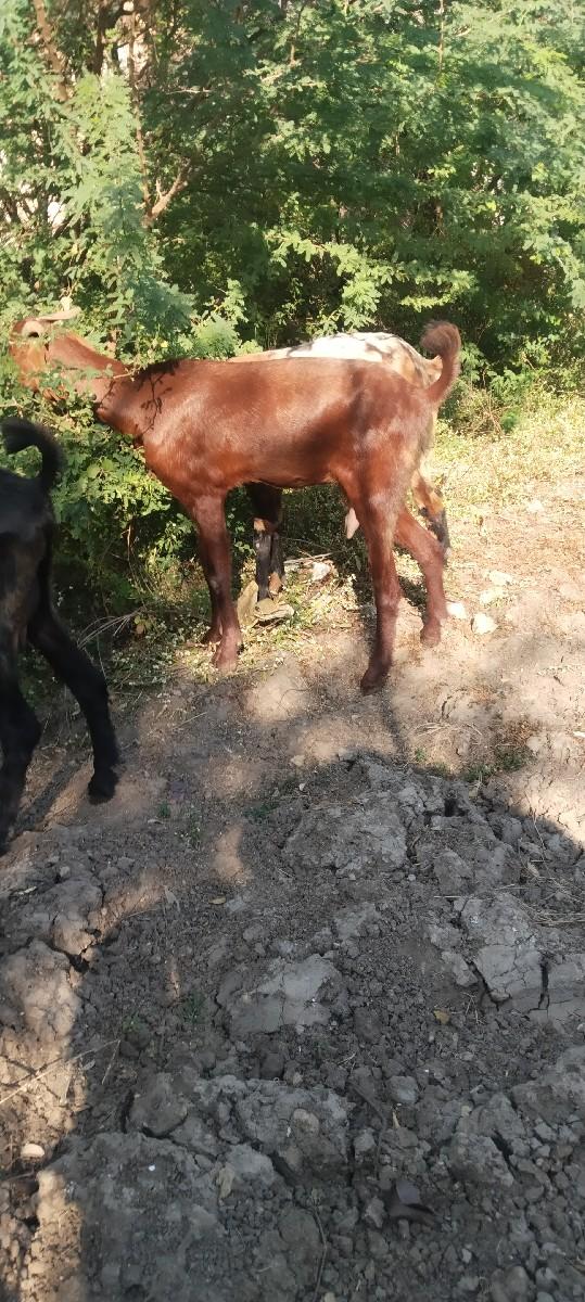 બકરાના સાટા કરવાના છે