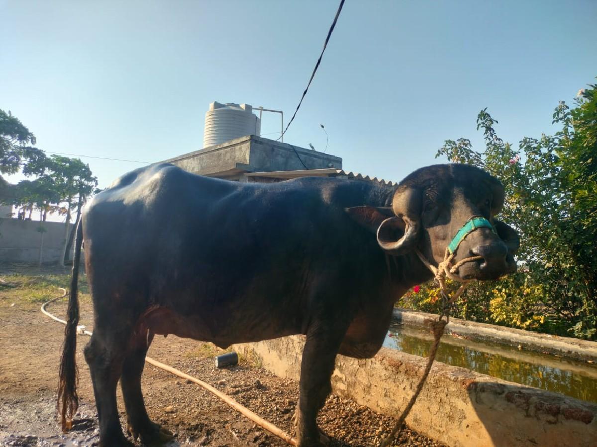 થંબનેલ 3