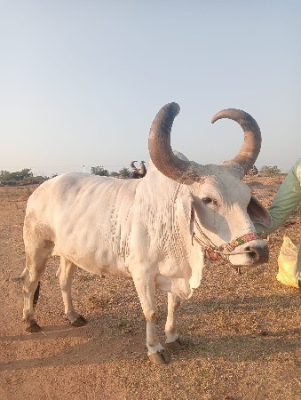 એકત્રીસ હજાર