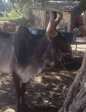 थंबनेल 2