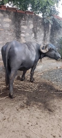 દેસી ભેંશ વેચવાની છે