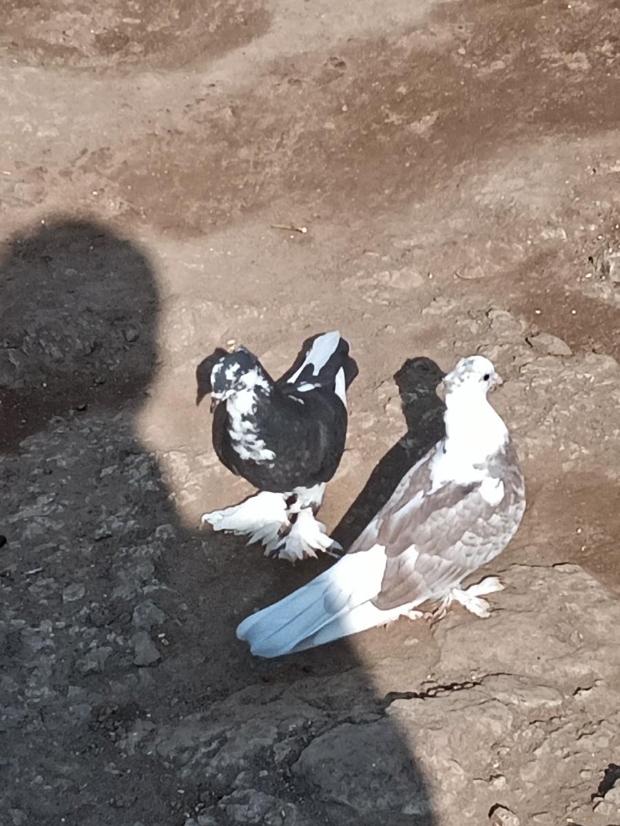 થંબનેલ 3