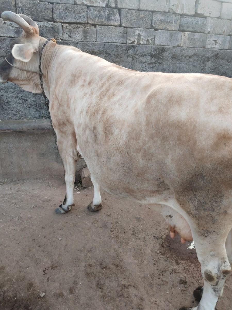 વેચવાની છે