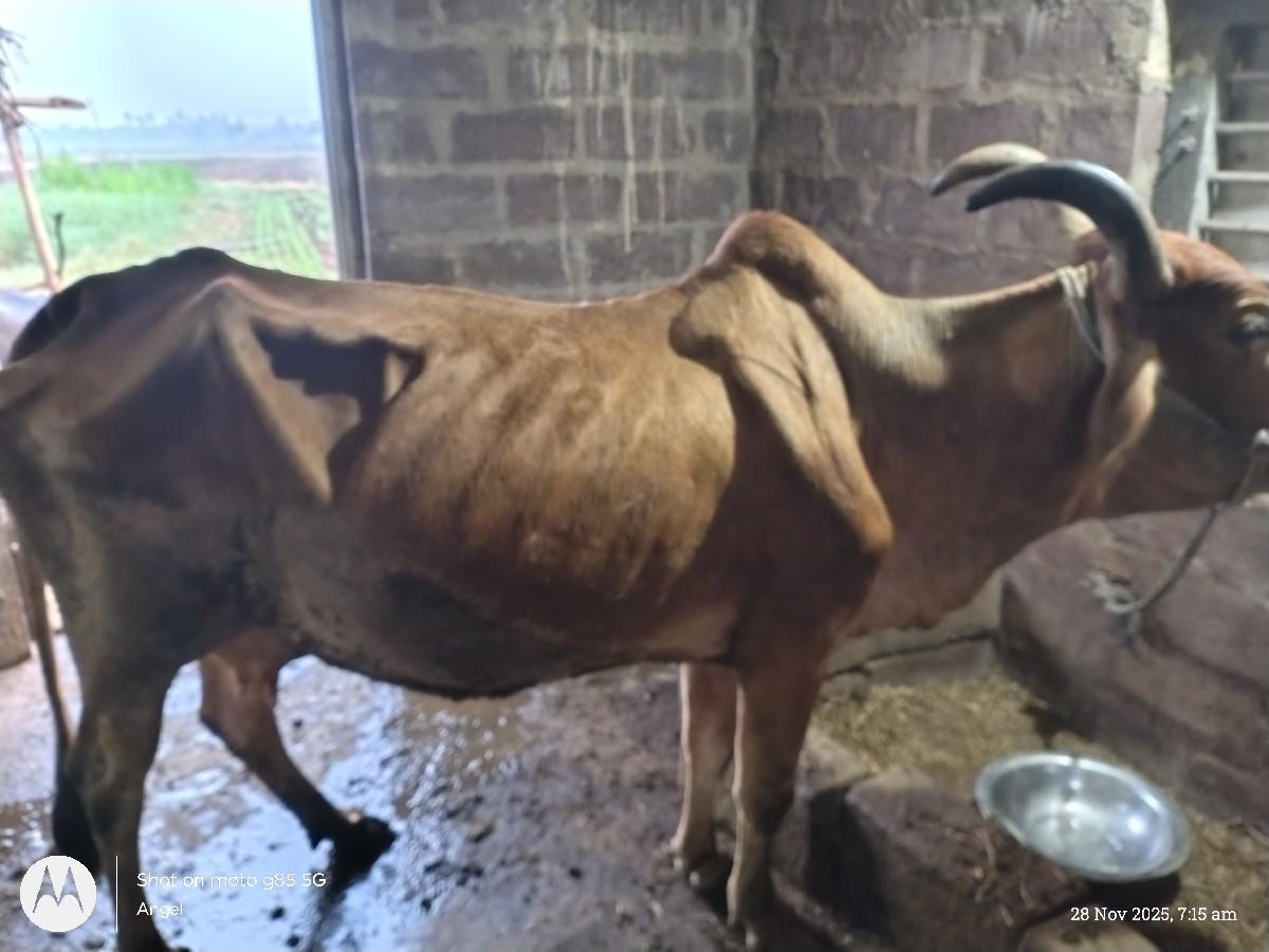 થંબનેલ 2