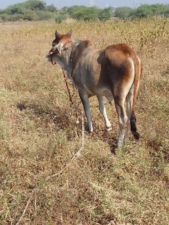 થંબનેલ 3