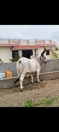 આવો લેવા નો સે