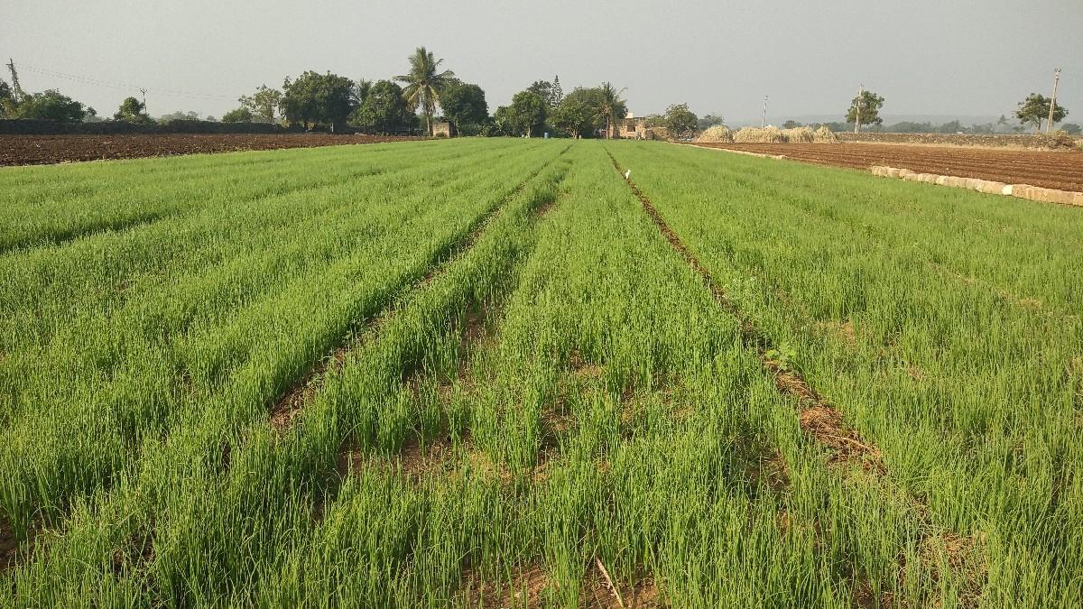 ડુંગળીનો રોપ વેચવાનો છે.