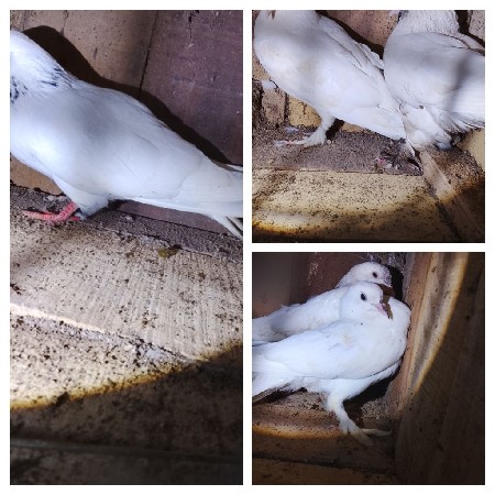 kabutar no lad devano chhe