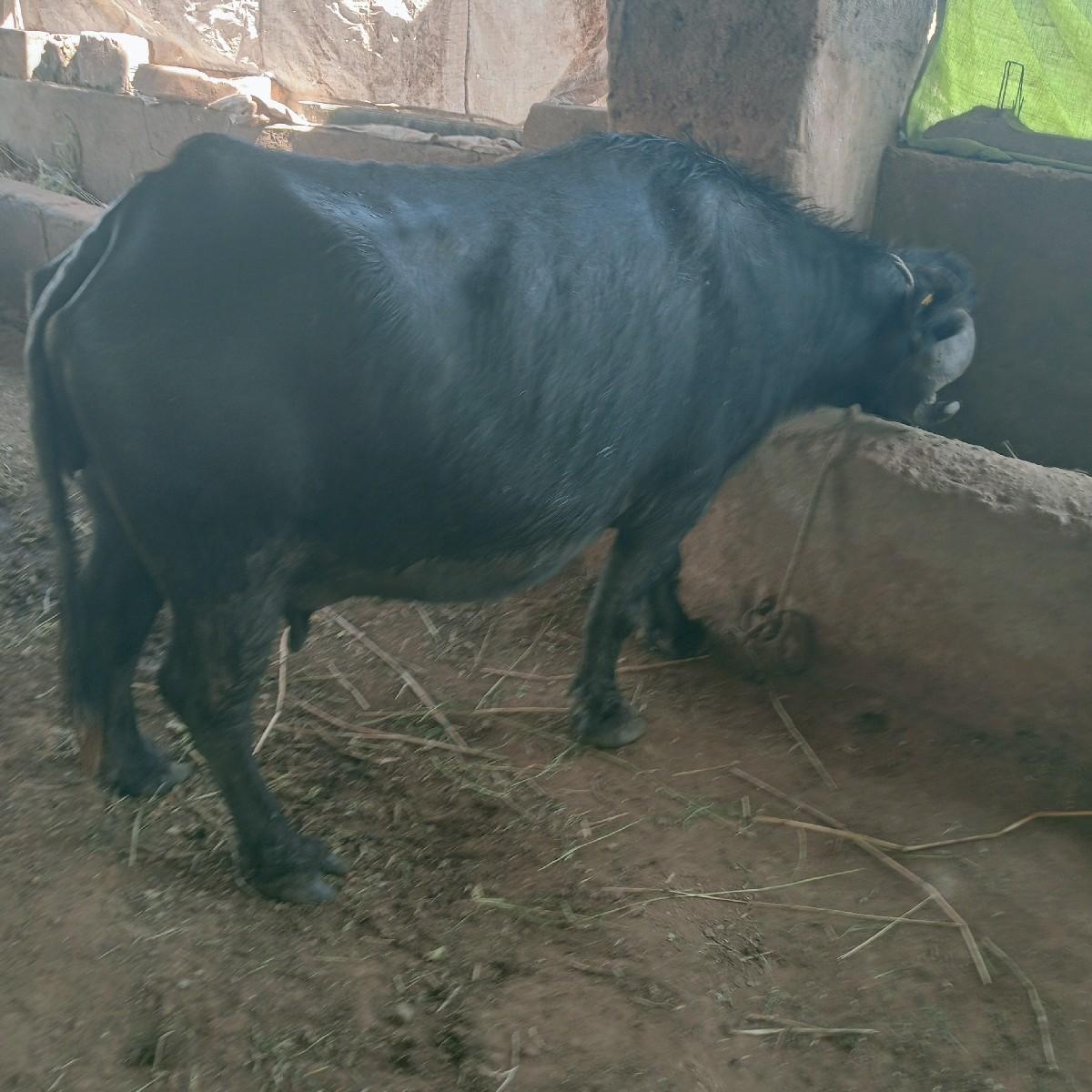 थंबनेल 2