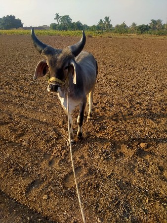 વેચવાના છે