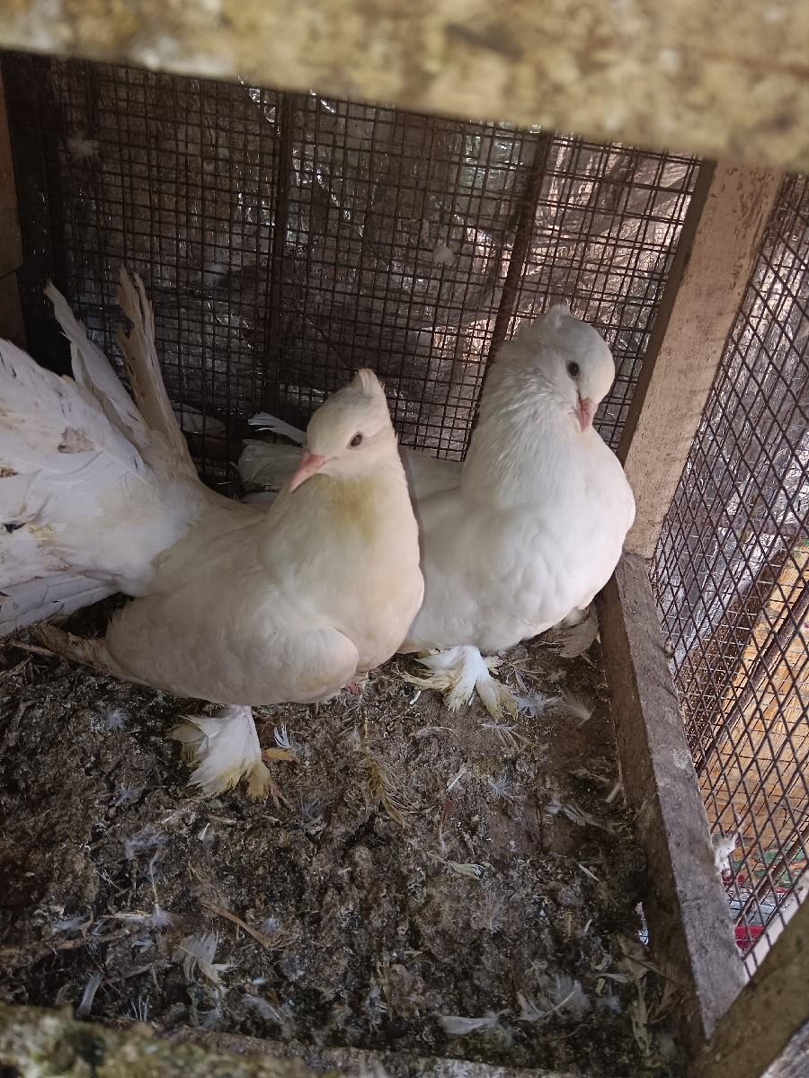 थंबनेल 3