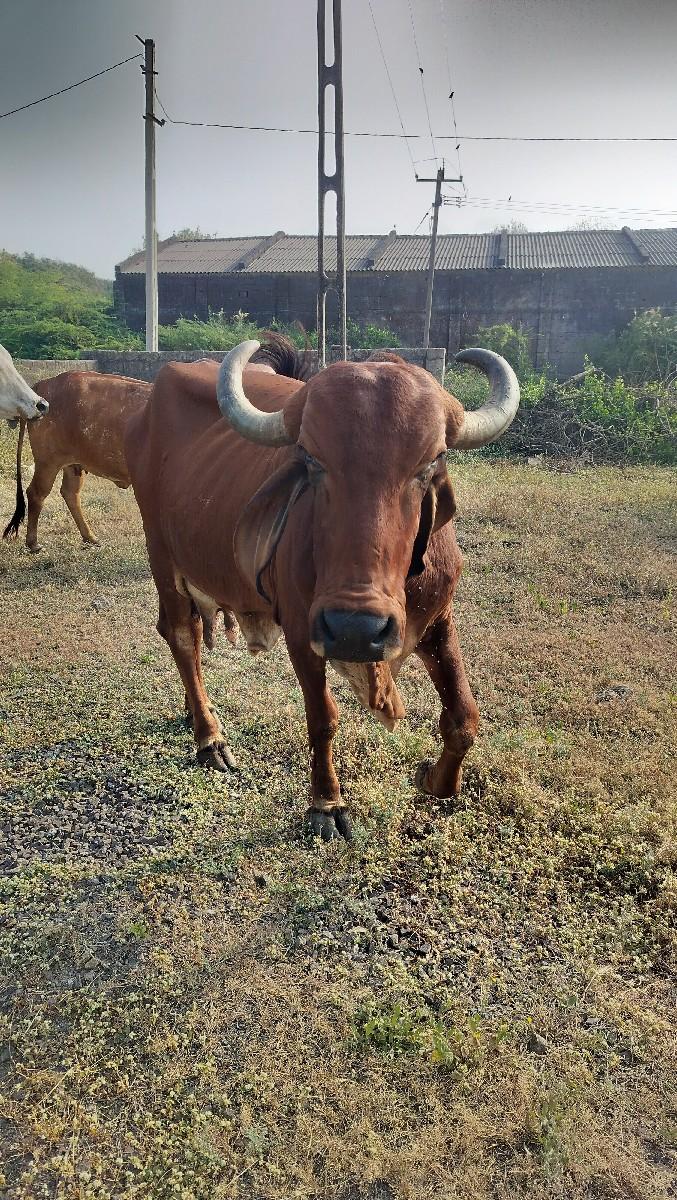 તાજી વયાણેલ ગાય વેચવાની છે