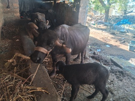 થંબનેલ 2