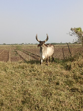 અવો  બળદ લેવાનો  છે