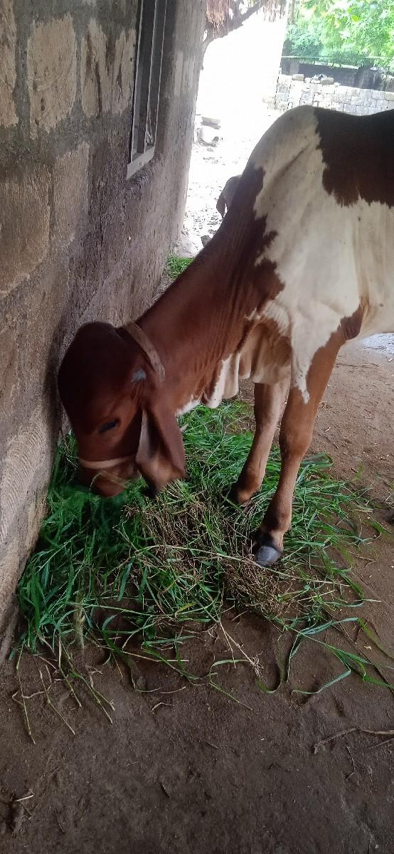 વાસણી વેસવા ની છે