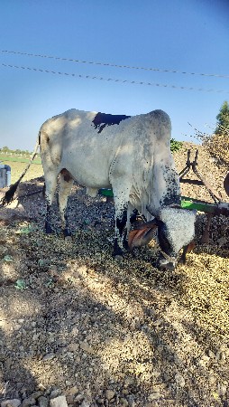 લીલડી ઓડકી વેચવાની છે