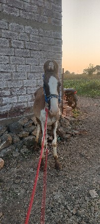ધોડો‌ વછેરો ૧૫ મહીનાનો છે